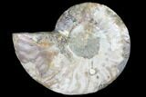 Agatized Ammonite Fossil (Half) - Madagascar #103086-1